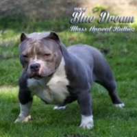 Dog Featured Image