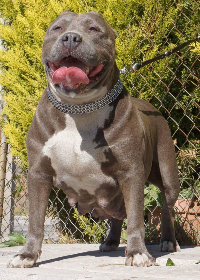 Dog Featured Image