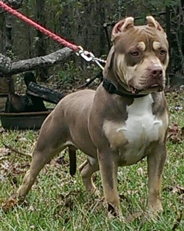 Dog Featured Image