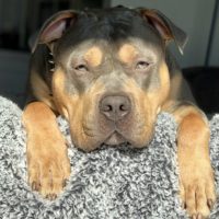 Dog Featured Image