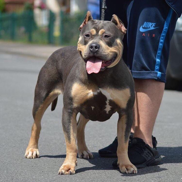 Dog Featured Image