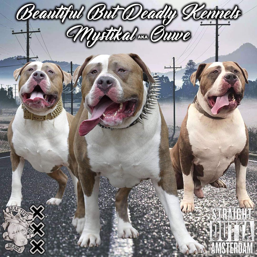 Dog Featured Image