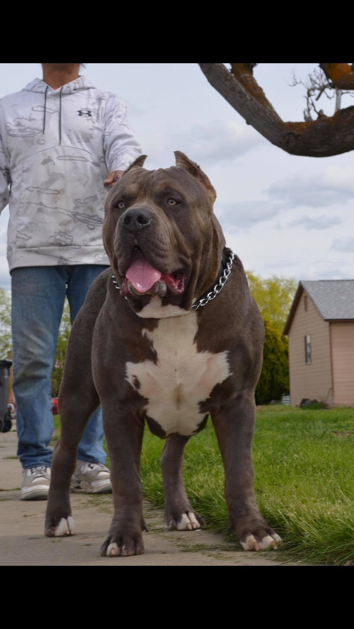Dog Featured Image