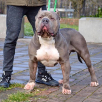 Dog Featured Image