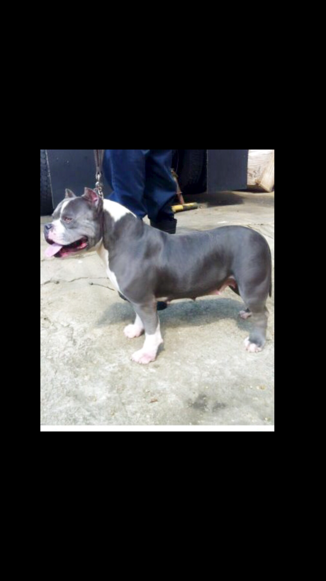 Dog Featured Image