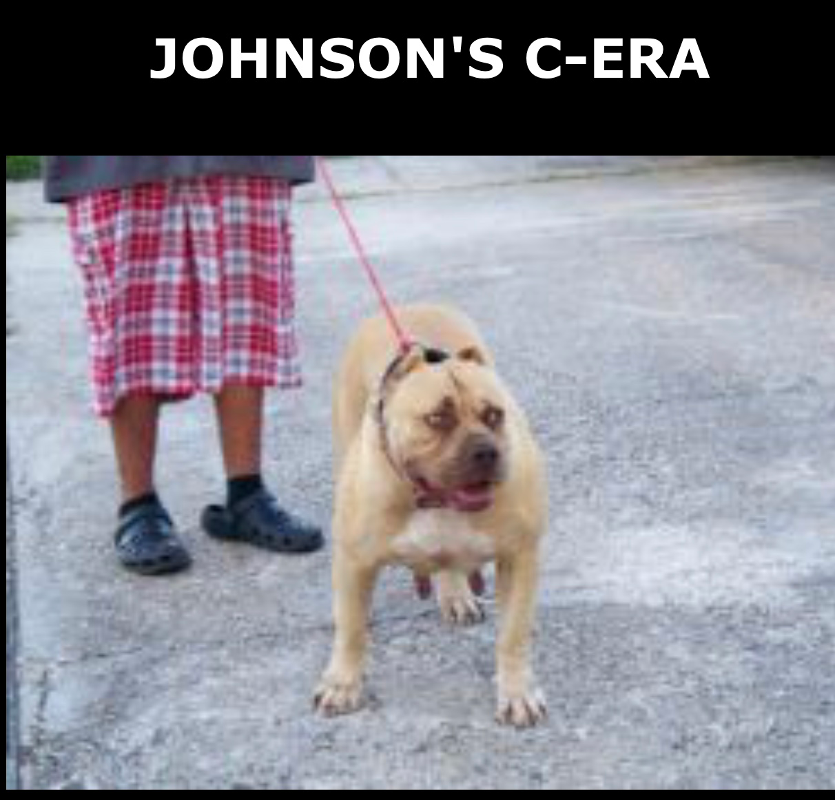 Dog Featured Image