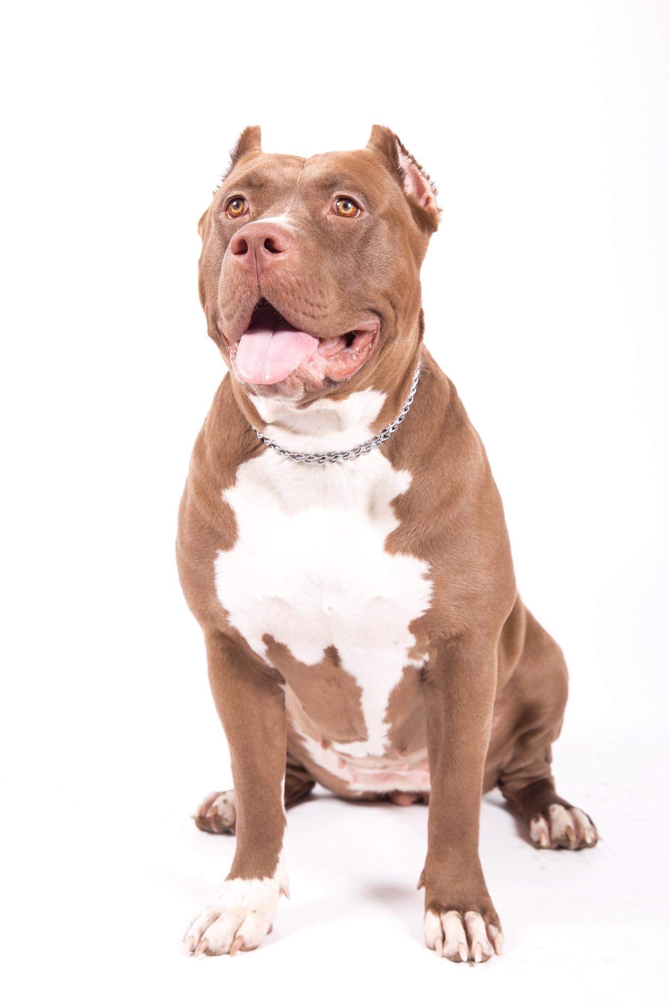 Dog Featured Image