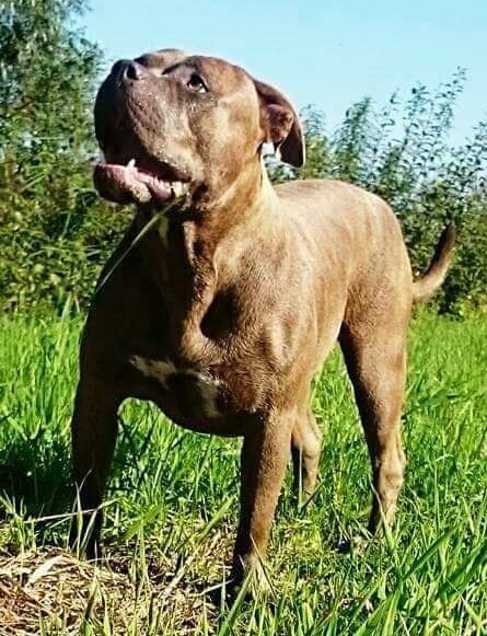Dog Featured Image