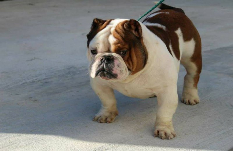 Dog Featured Image