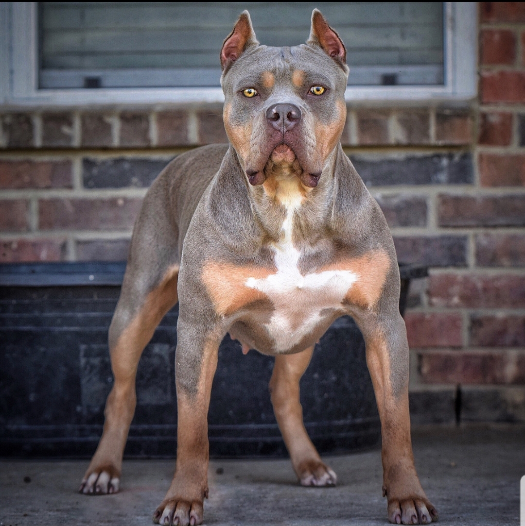 Dog Featured Image
