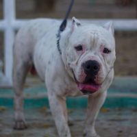 Dog Featured Image