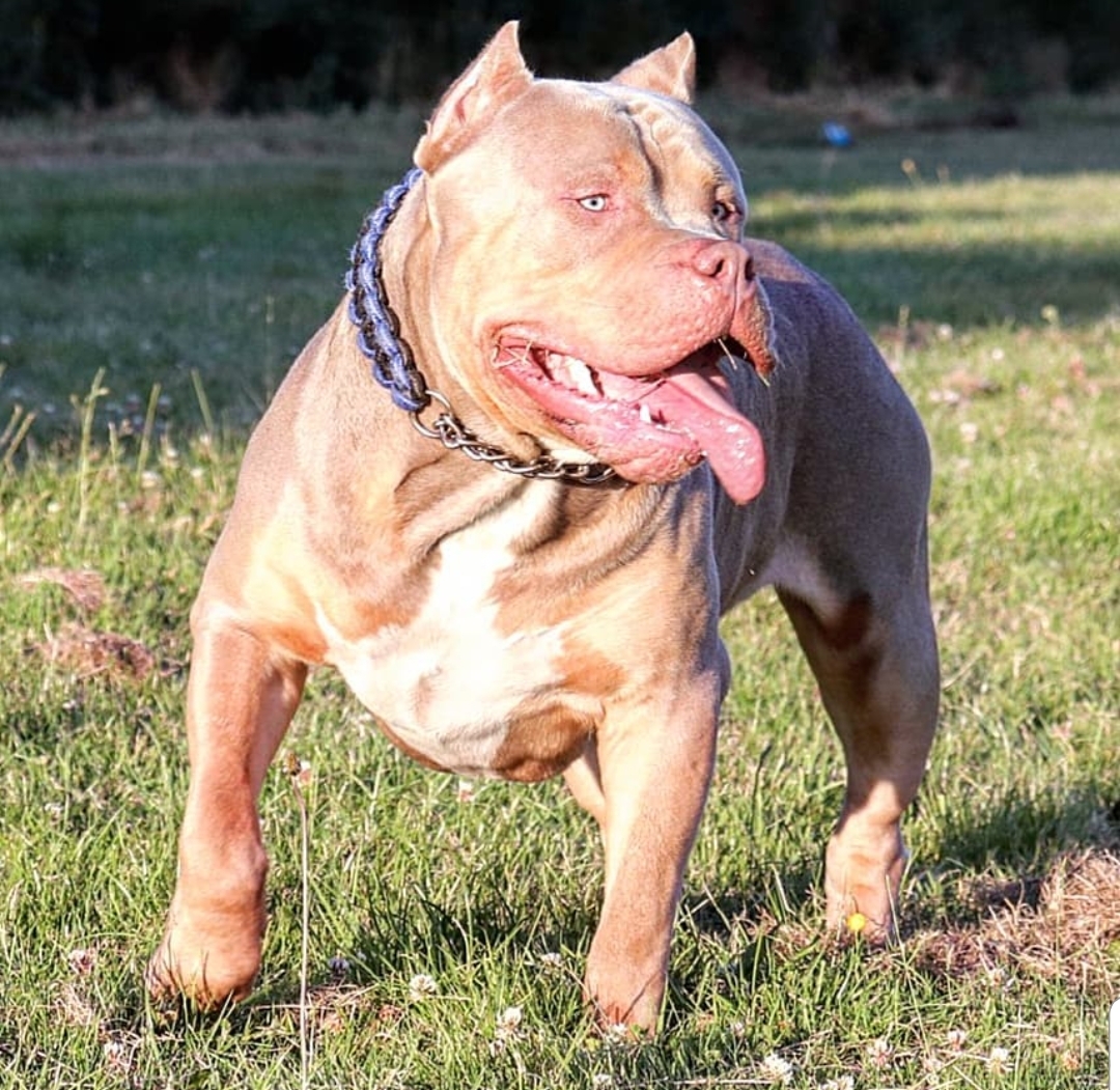 Dog Featured Image
