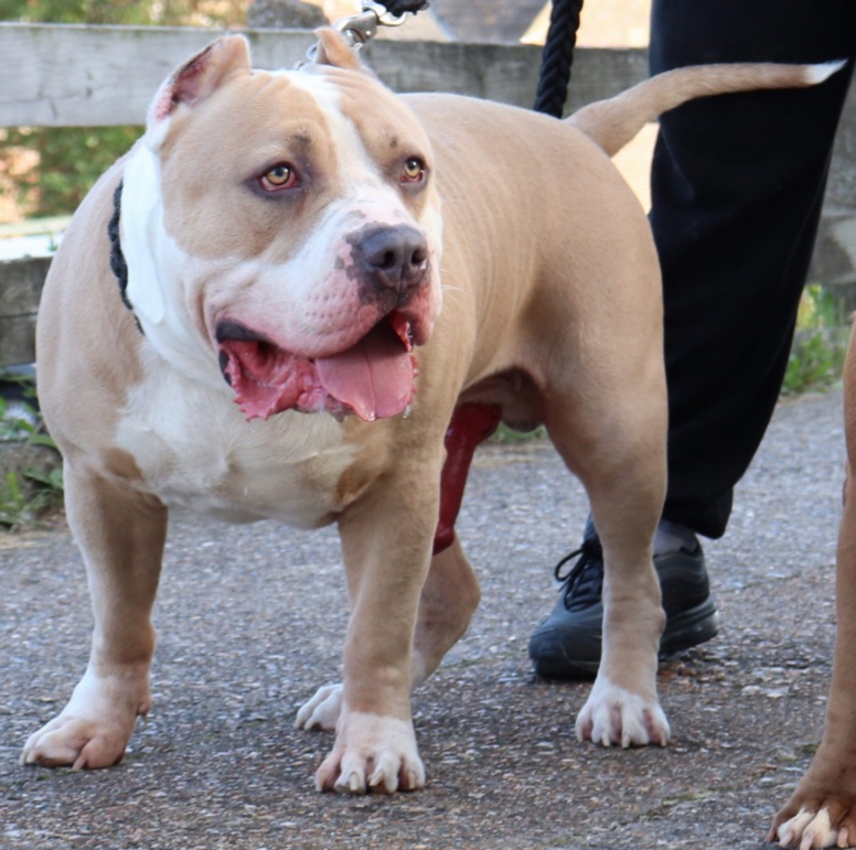 Dog Featured Image