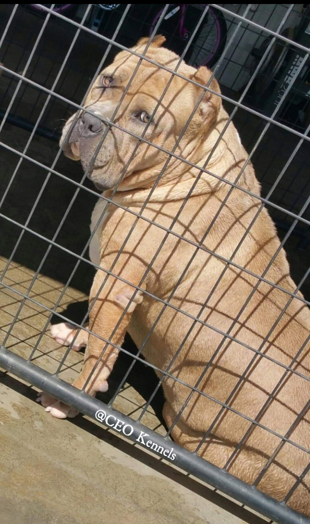 Dog Featured Image
