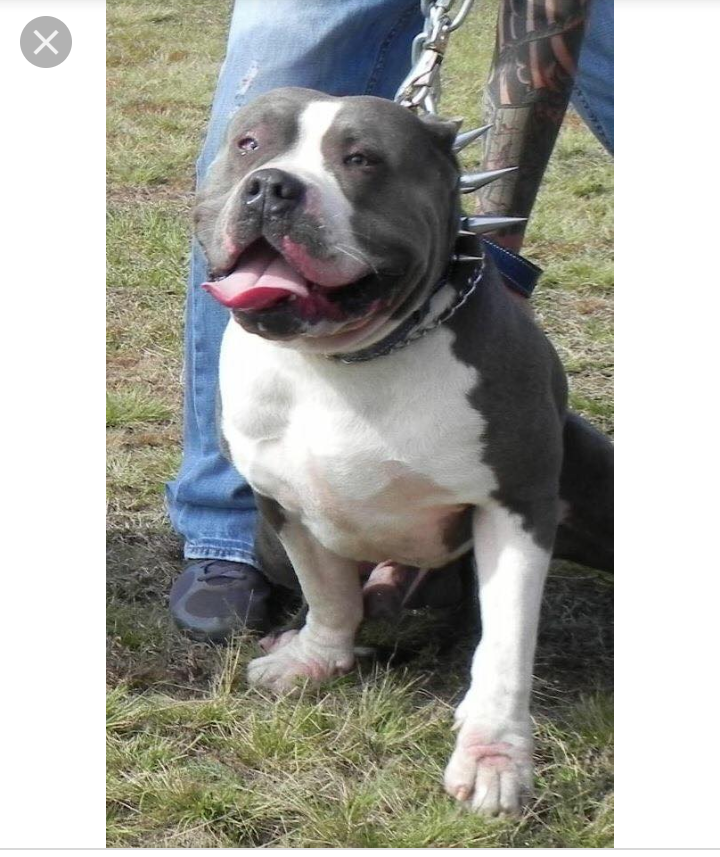 Dog Featured Image