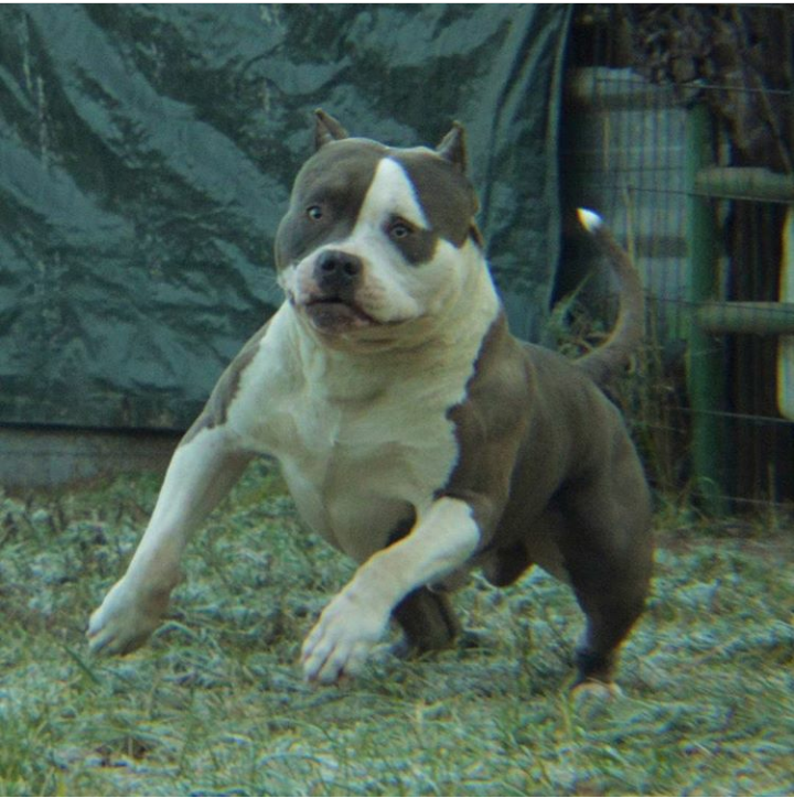 Dog Featured Image