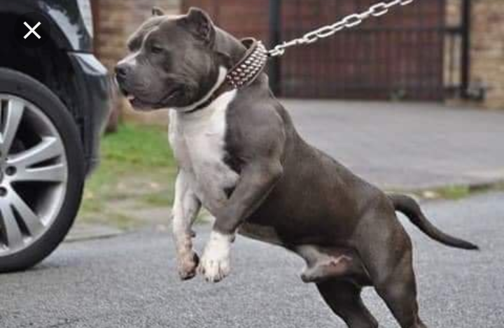 Dog Featured Image