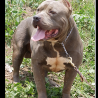 Dog Featured Image