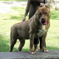 Dog Featured Image