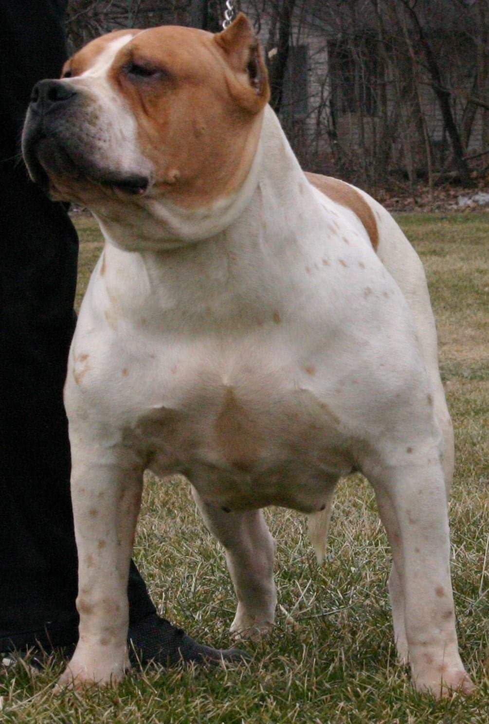 Dog Featured Image