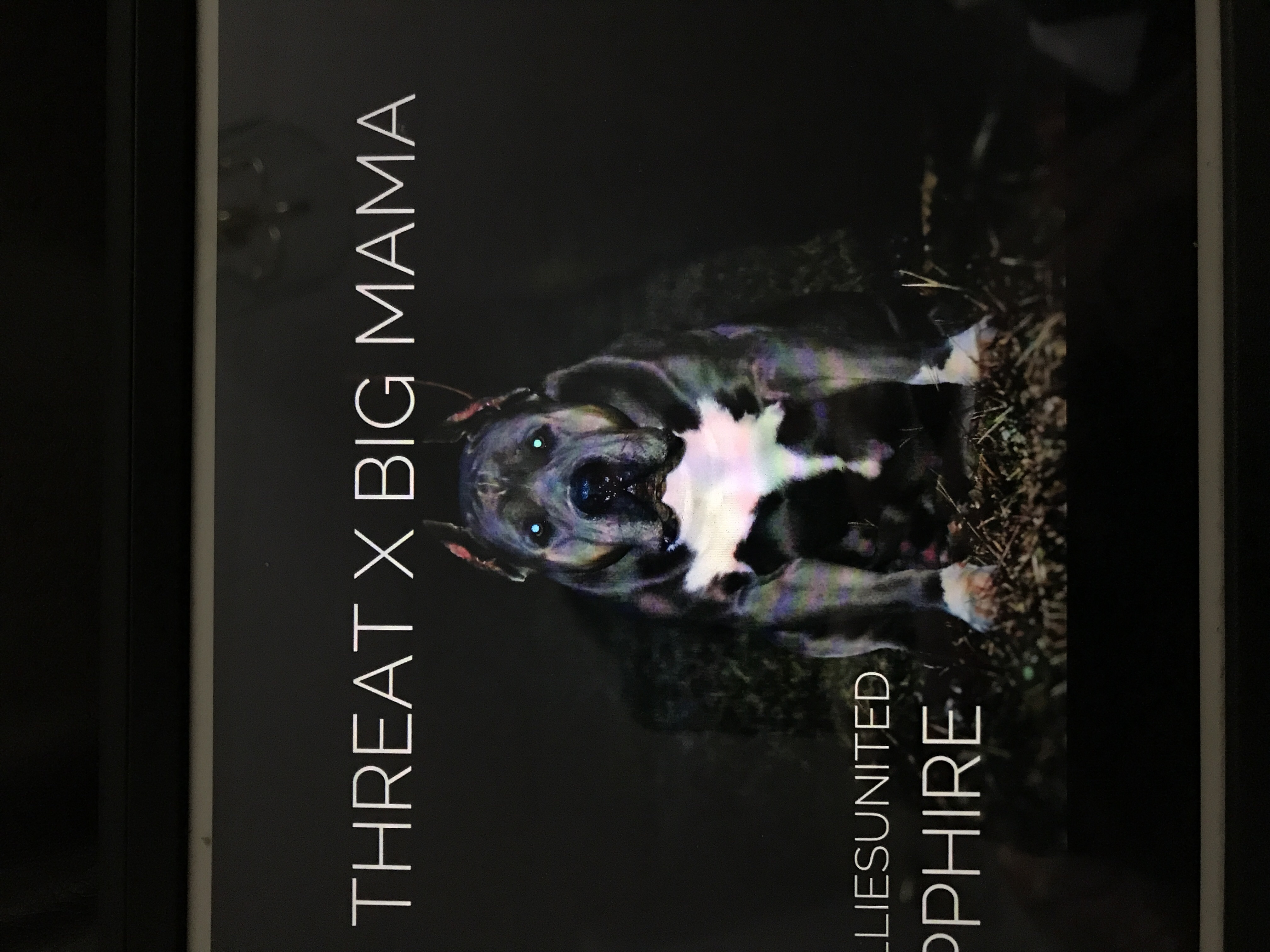 Dog Featured Image