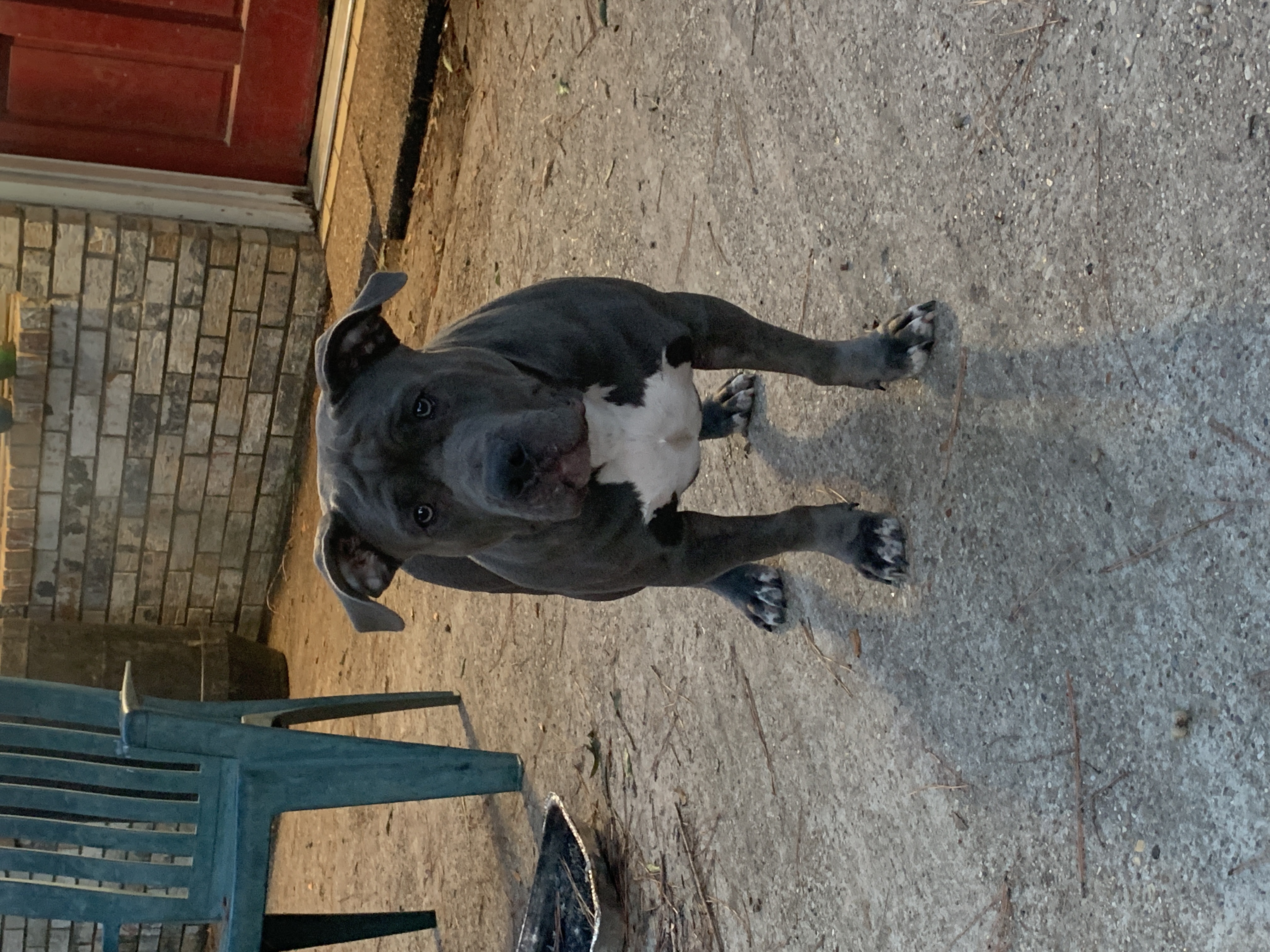 Dog Featured Image