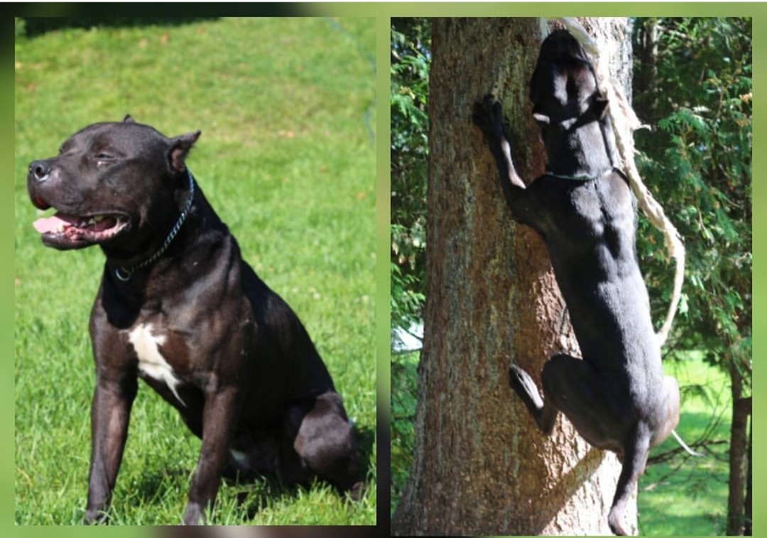 Dog Featured Image