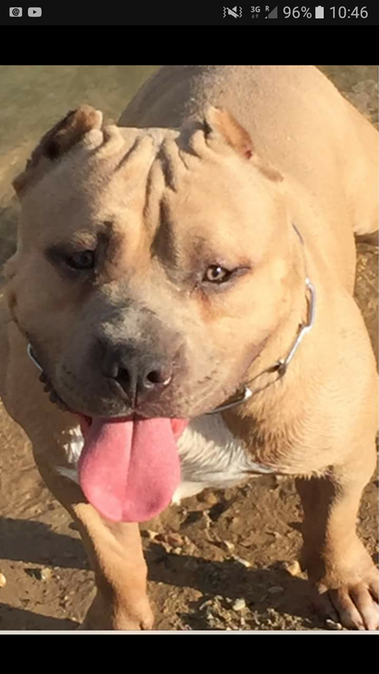 Dog Featured Image