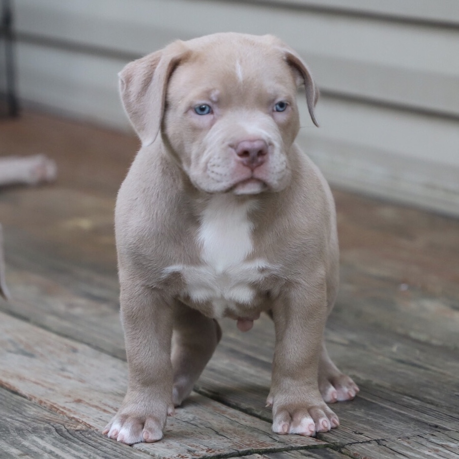 Dog Featured Image