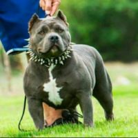 Dog Featured Image