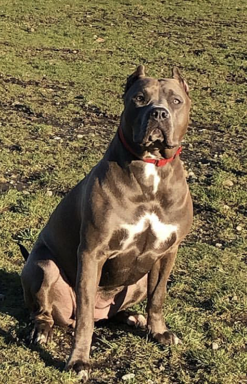 Dog Featured Image