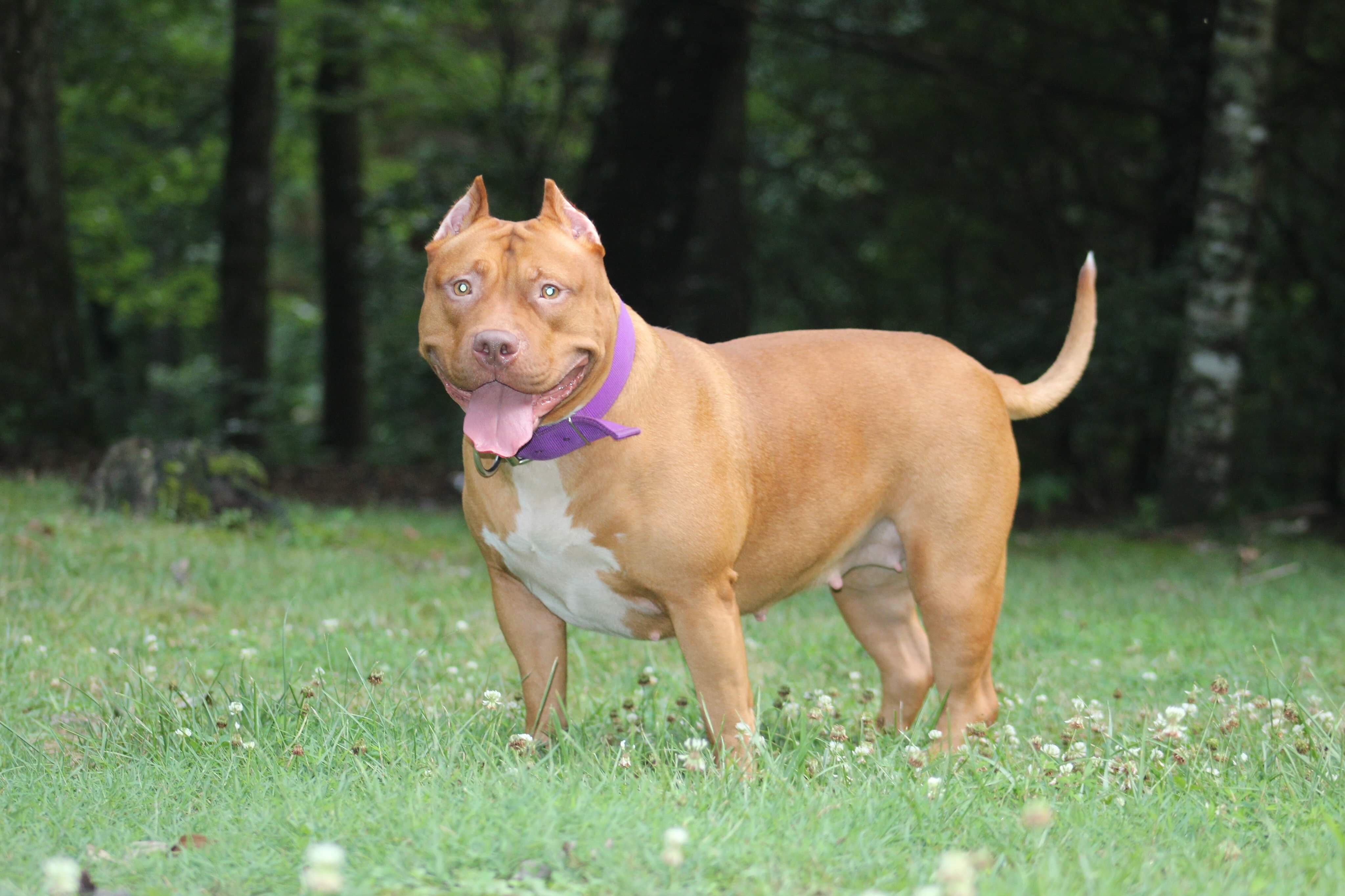 Dog Featured Image