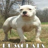 Dog Featured Image