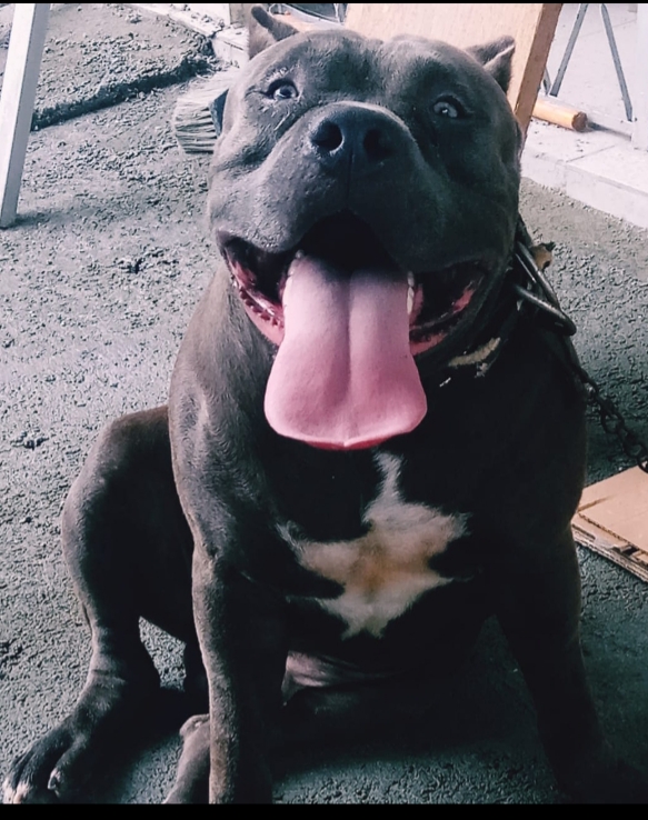 Dog Featured Image