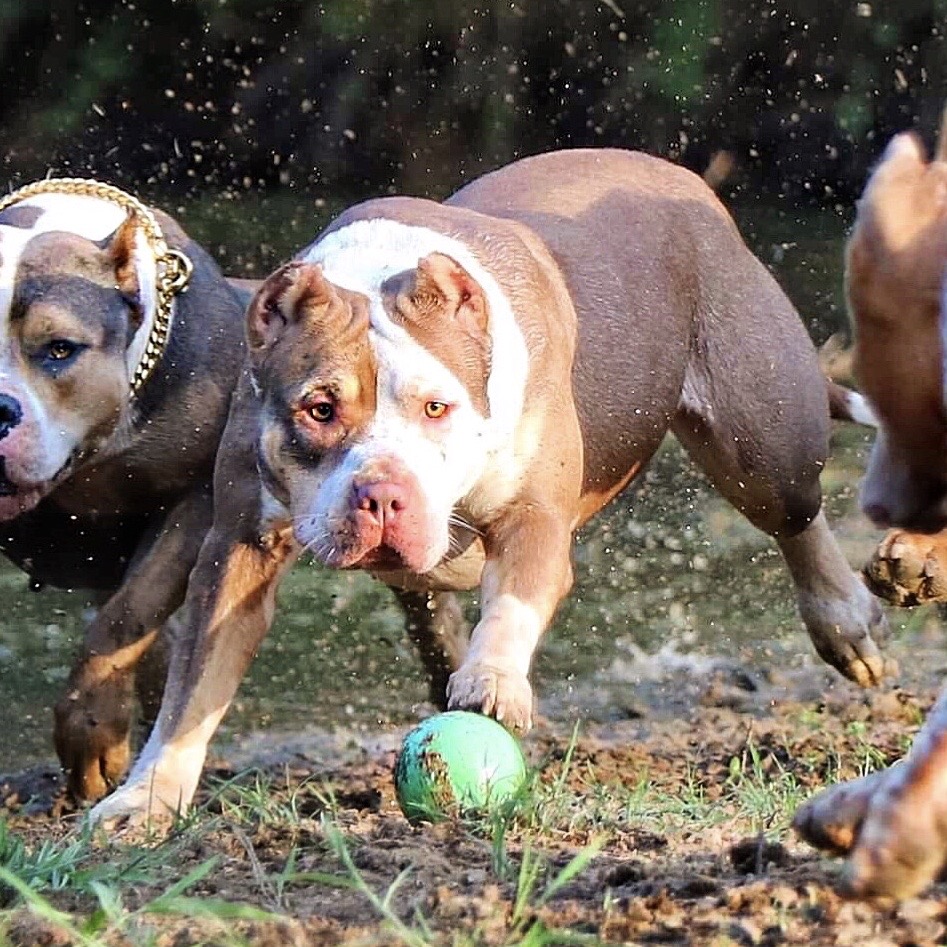 Dog Featured Image