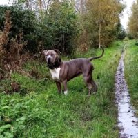 Dog Featured Image