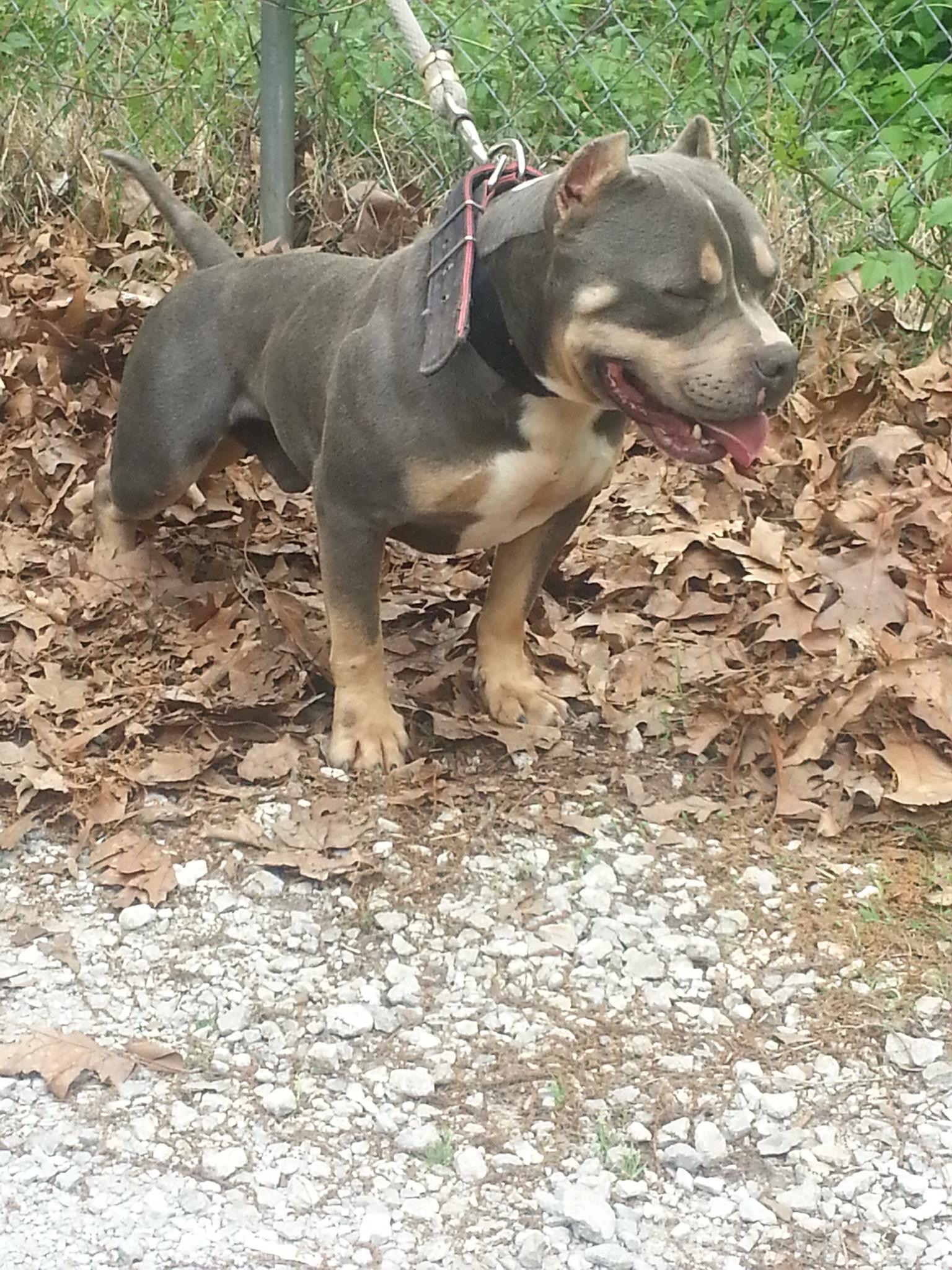 Dog Featured Image