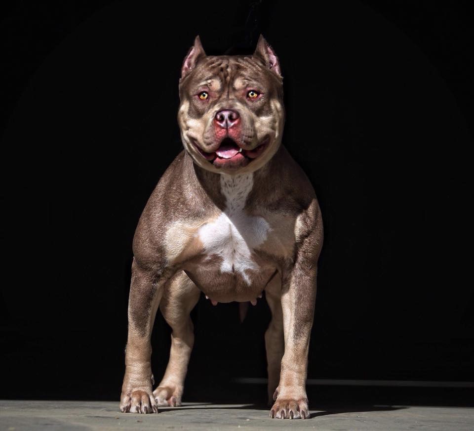 Dog Featured Image