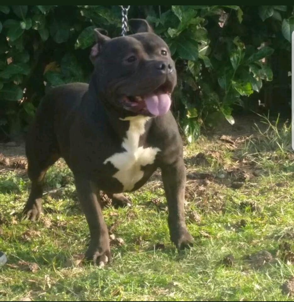 Dog Featured Image