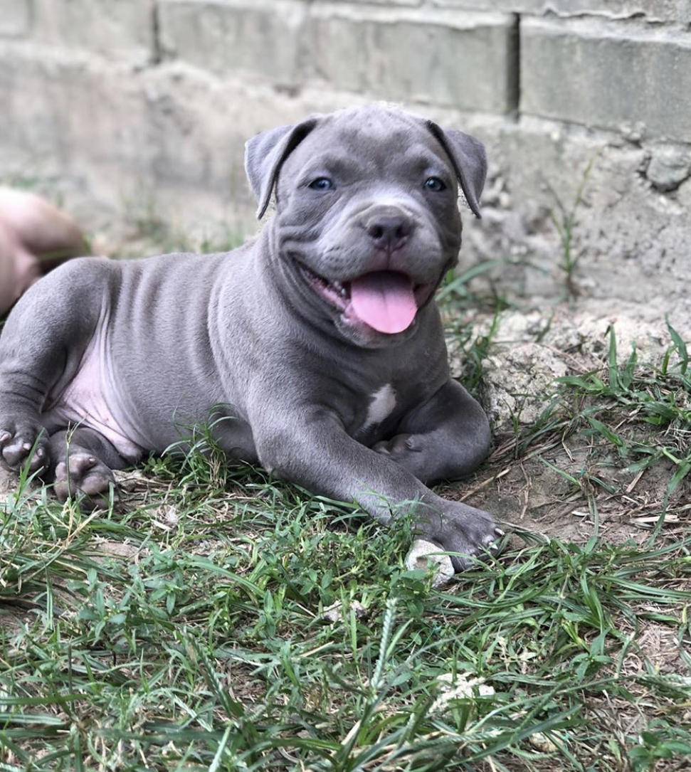 Dog Featured Image