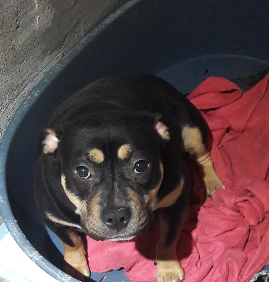 Dog Featured Image