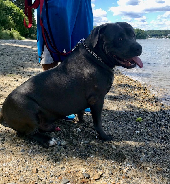 Dog Featured Image