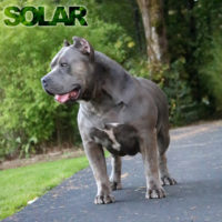 Dog Featured Image