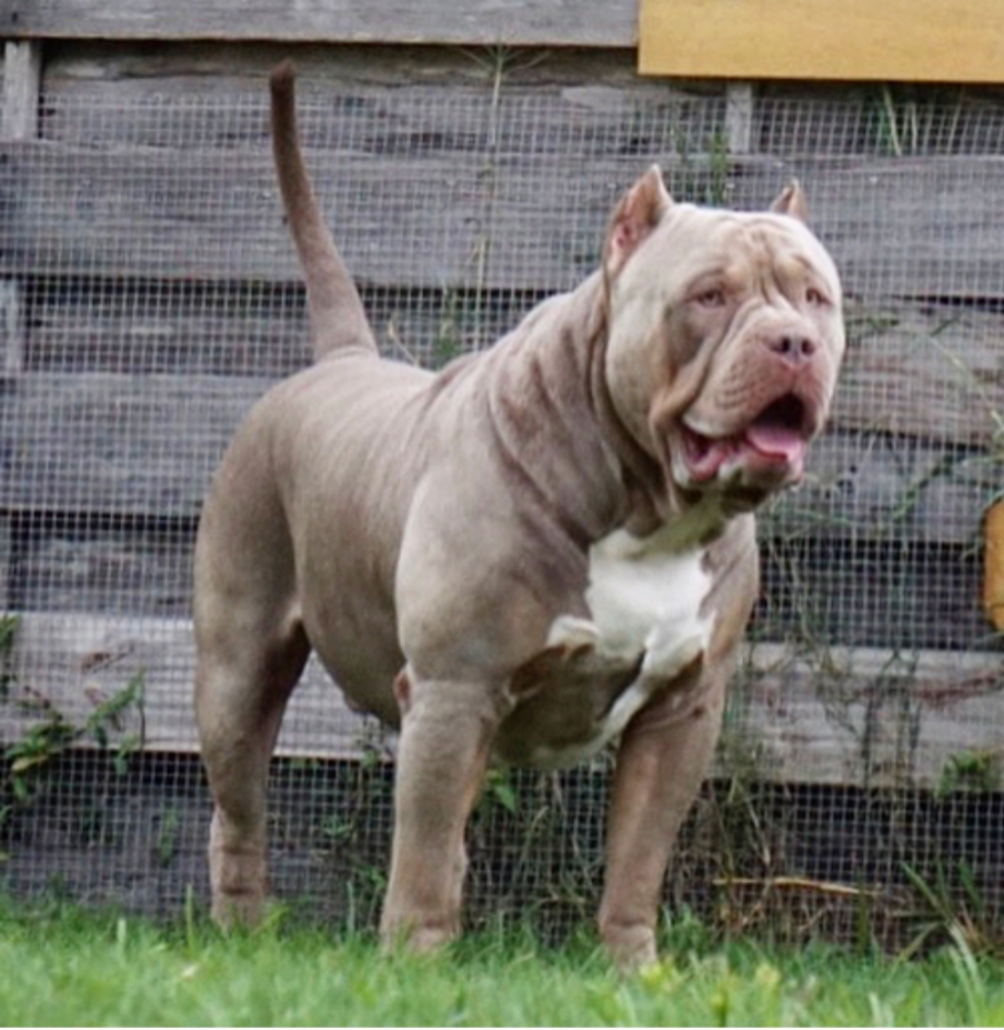 Dog Featured Image