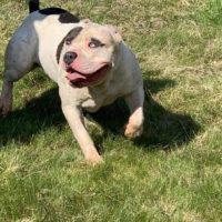Dog Featured Image