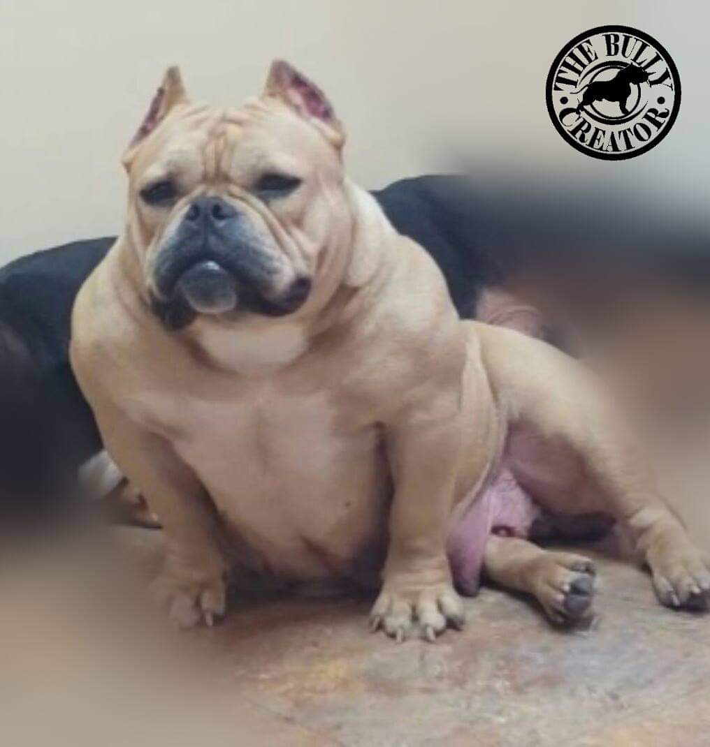 Dog Featured Image