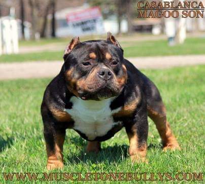 Dog Featured Image