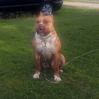 Dog Featured Image