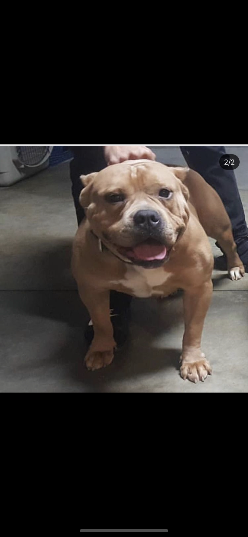 Dog Featured Image
