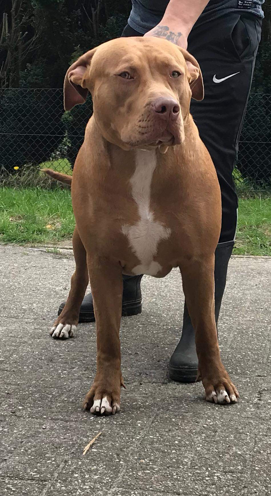 Dog Featured Image